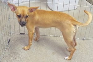 Picture of Lulu