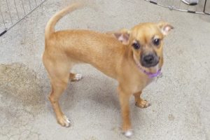 Picture of Lulu