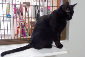 Picture of Midnight