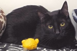 Picture of Midnight