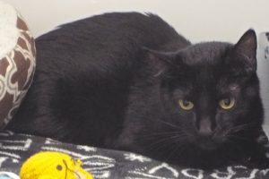 Picture of Midnight