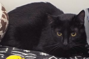 Picture of Midnight