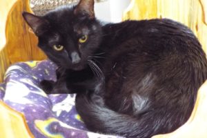 Picture of Midnight