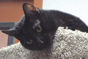 Picture of Midnight