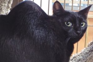 Picture of Ms. Midnight