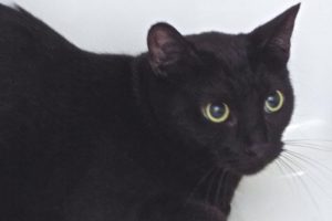 Picture of Ms. Midnight