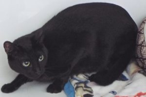 Picture of Ms. Midnight