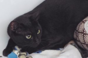 Picture of Ms. Midnight