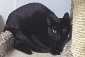 Picture of Ms. Midnight