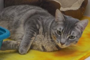 Picture of Pewter
