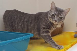 Picture of Pewter