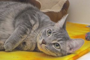 Picture of Pewter