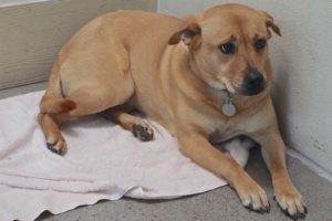 Picture of Ruby