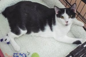 Picture of Shorty
