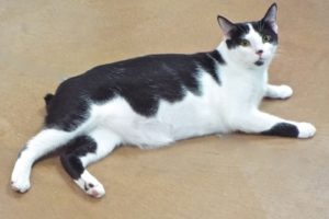 Picture of Shorty