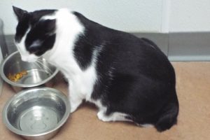Picture of Shorty
