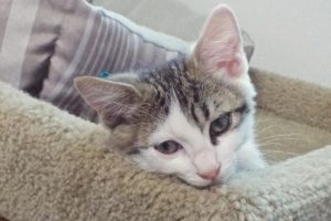 Picture of Soren