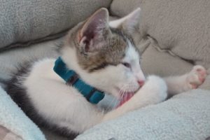 Picture of Soren