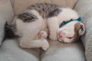 Picture of Soren