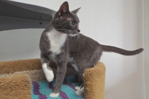 Picture of Sprout