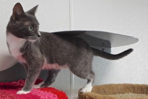 Picture of Sprout