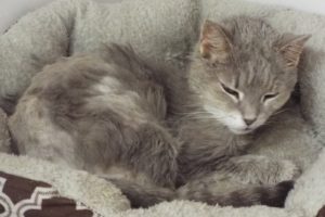 Picture of Sweet Pea