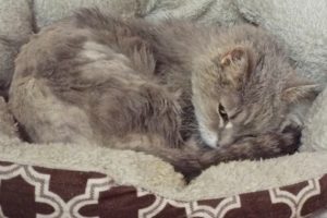 Picture of Sweet Pea