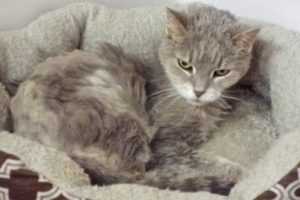 Picture of Sweet Pea