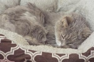 Picture of Sweet Pea