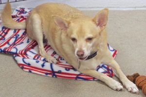 Picture of Wasabi