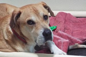 Picture of Buddy