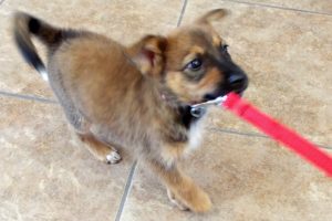 Picture of Coco