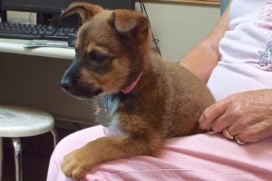 Picture of Coco