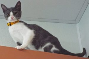 Picture of Creole
