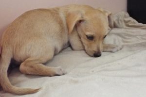 Picture of Frieda