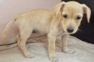 Picture of Frieda