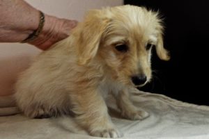 Picture of Fritz