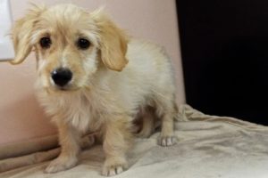Picture of Fritz