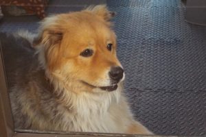 Picture of Frodo (R.B.)
