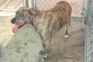 Picture of Gracie