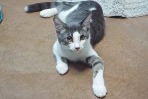 Picture of Gumbo