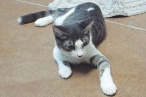 Picture of Gumbo