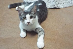 Picture of Gumbo
