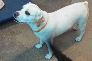 Picture of Coco