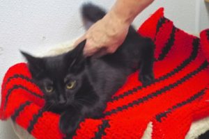 Picture of Jazz