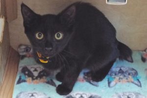 Picture of Jazz