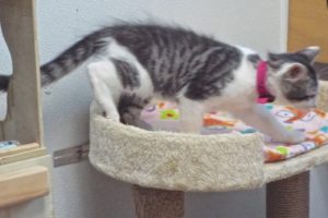 Picture of Jelly Belly