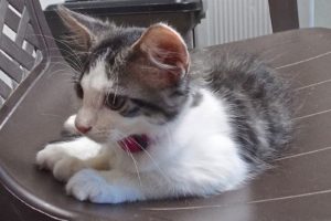 Picture of Jelly Belly