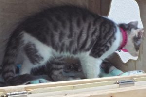 Picture of Jelly Belly