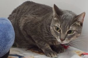 Picture of Jetta